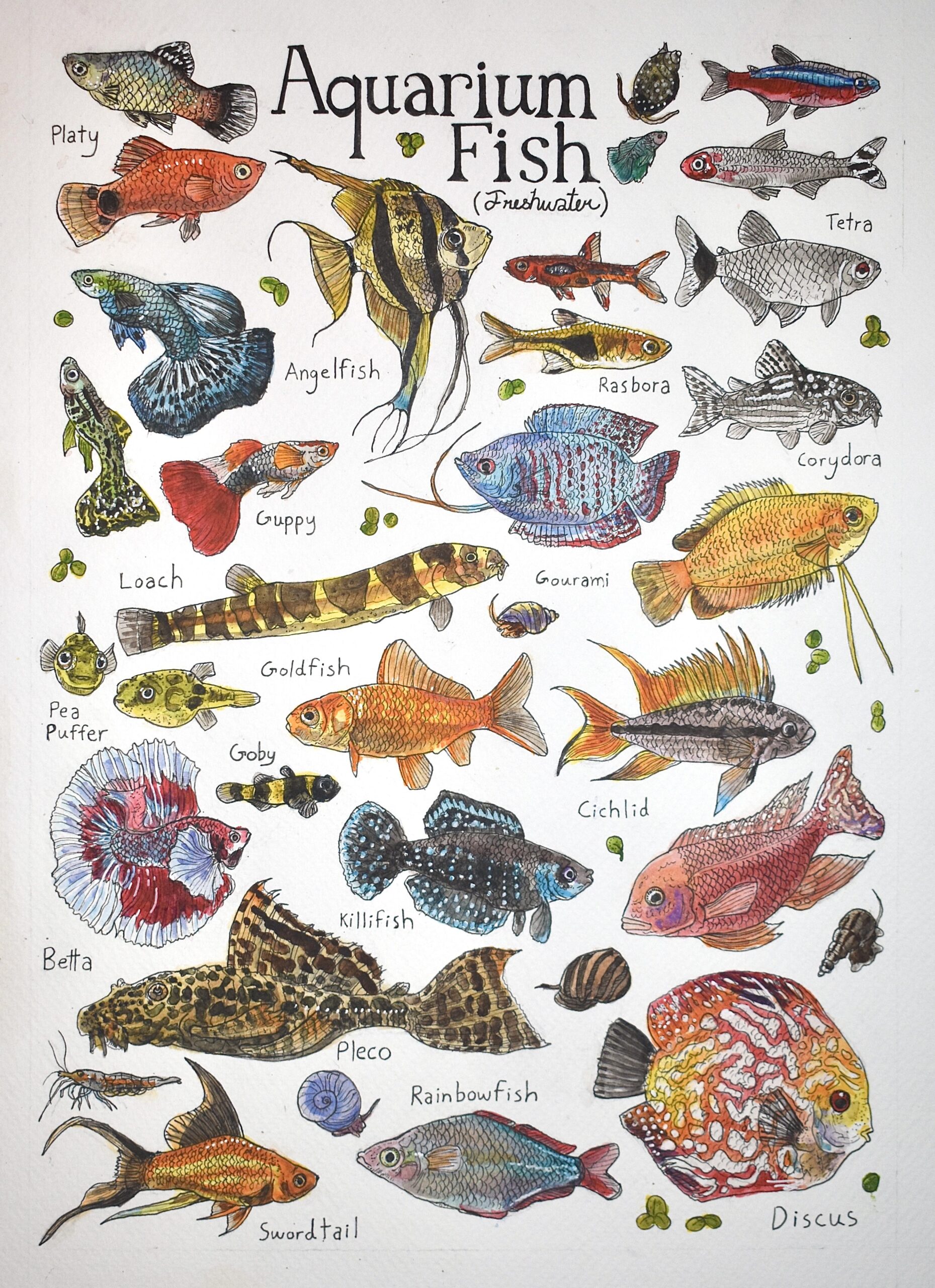 Sharing A Drawing I Made Of Aquarium Fish R Aquariums