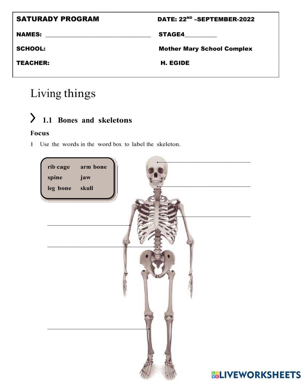 Skeletal System Free Interactive Worksheets 2151966