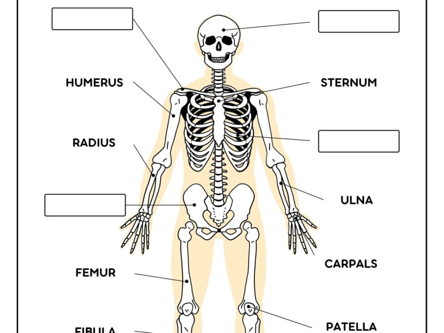 Skeleton System Worksheets Free Coloring Pages PDF Printables And Worksheets Lesson Tutor