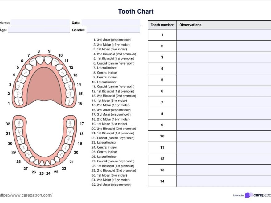Tooth Charts