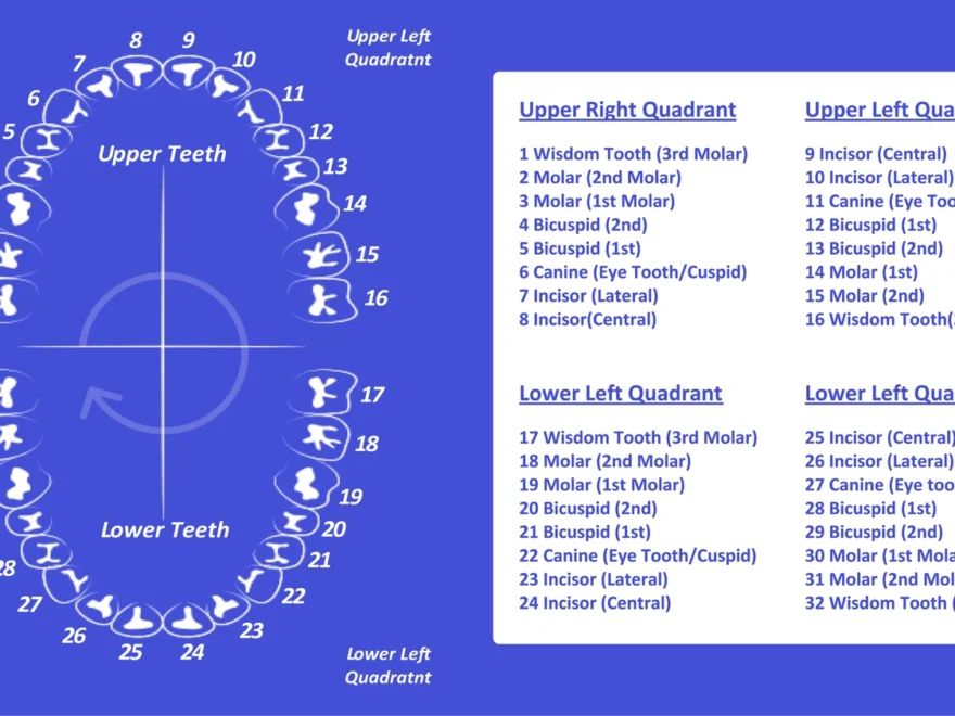 Tooth Number Chart Printable PDF Mashup Math