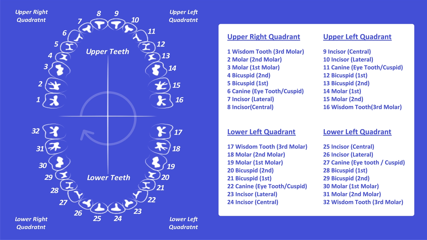 Tooth Number Chart Printable PDF Mashup Math