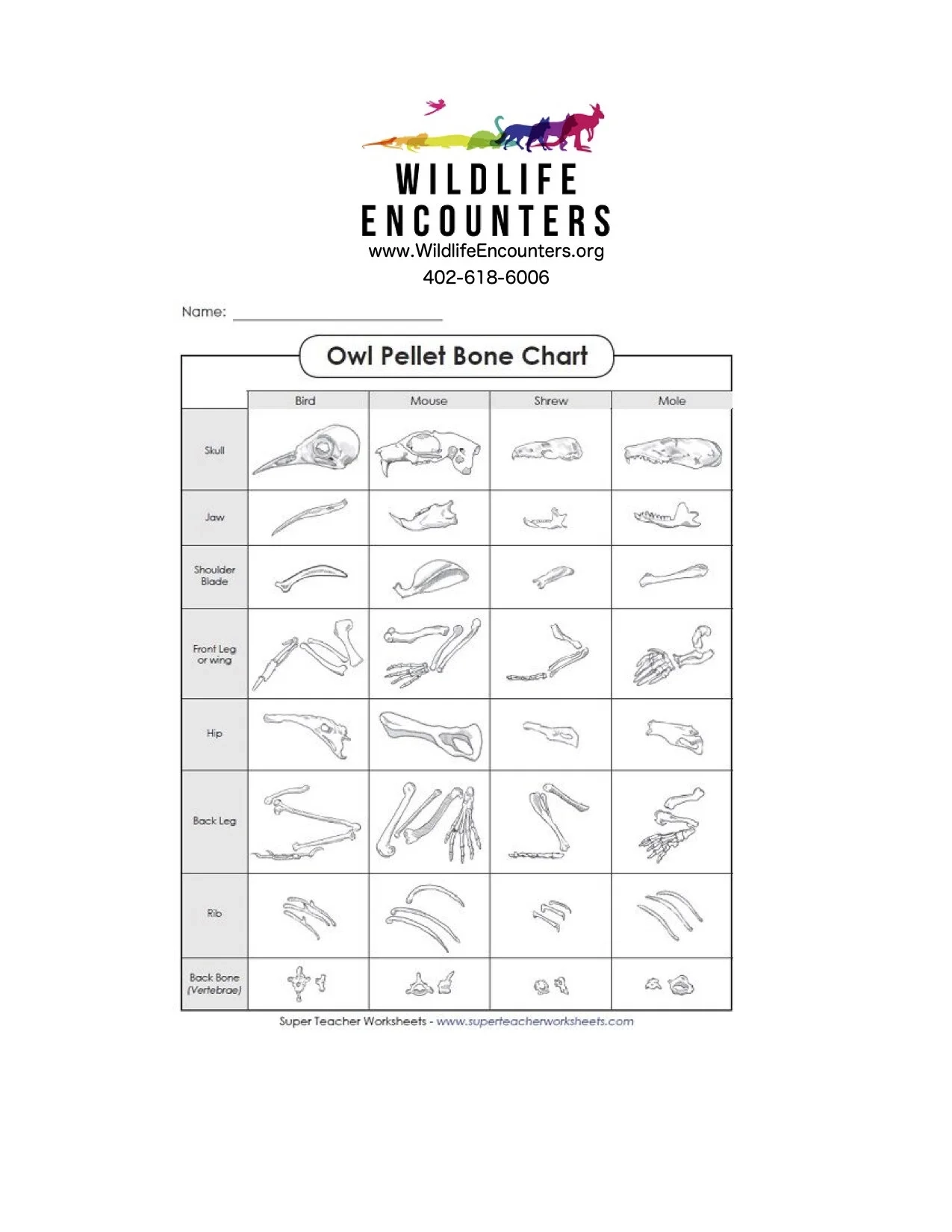 Wildlife Encounters Owl Pellet Dissection WILDLIFE ENCOUNTERS