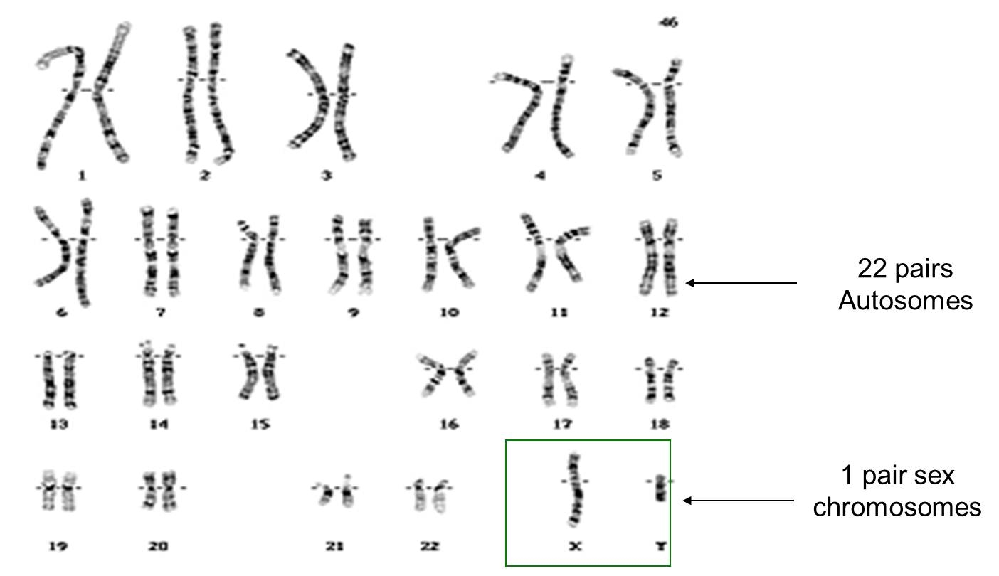 X Marks The Spot DNAeXplained Genetic Genealogy