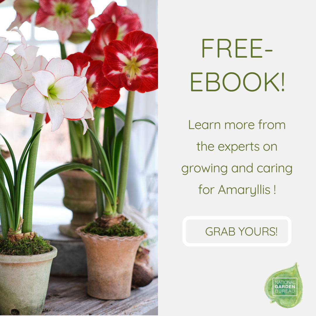 Year Of The Amaryllis National Garden Bureau How To Grow